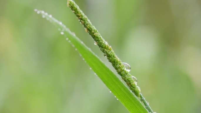 雨天 雨水 植物 叶子 水珠
