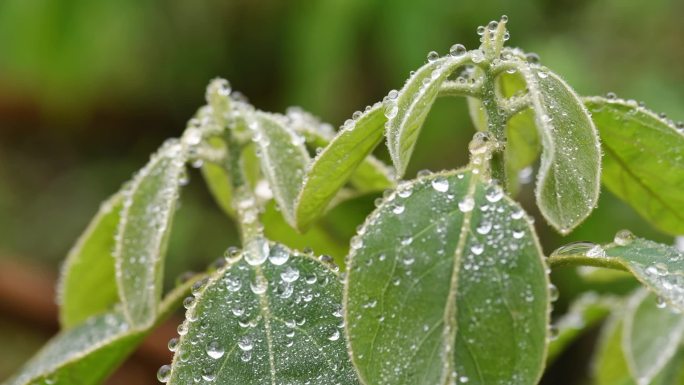 雨天 雨水 植物 叶子 水珠