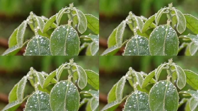 雨天 雨水 植物 叶子 水珠