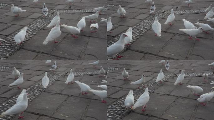 鸽子群吃食物