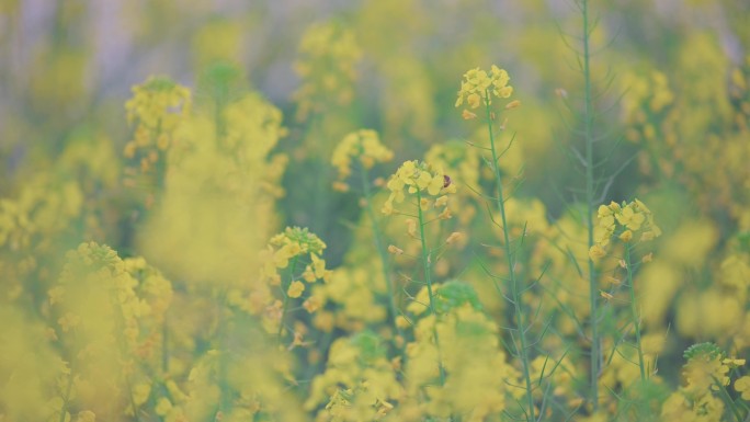 油菜花地蜜蜂采油菜花