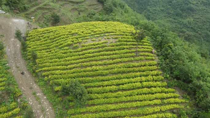 黄金茶山航拍