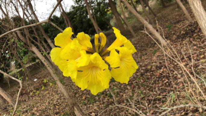 风铃木的花