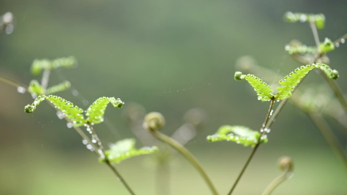 雨天 雨水 植物 叶子 水珠