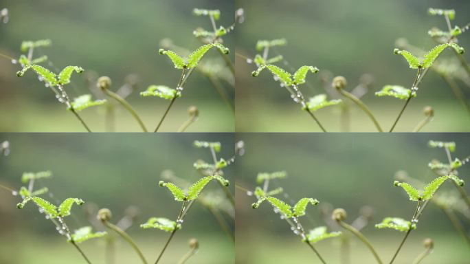 雨天 雨水 植物 叶子 水珠