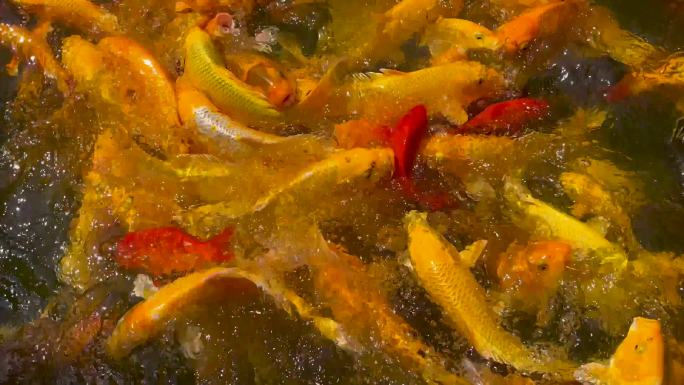 池塘里金色的观赏鱼锦鲤鱼