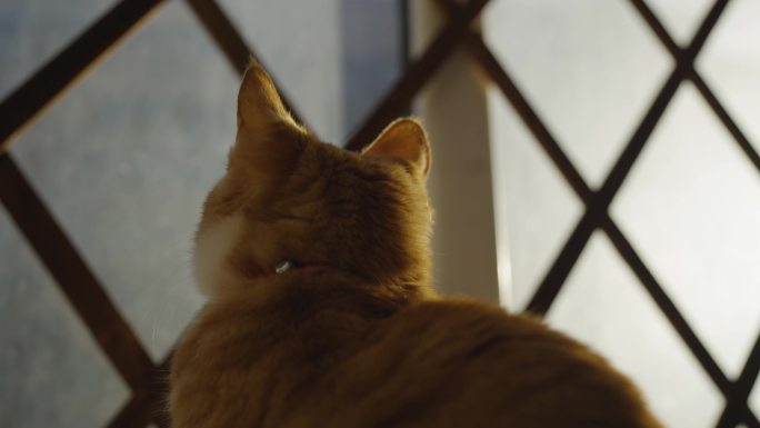 阳台上橘色小猫宠物猫抑郁看窗外想出去玩
