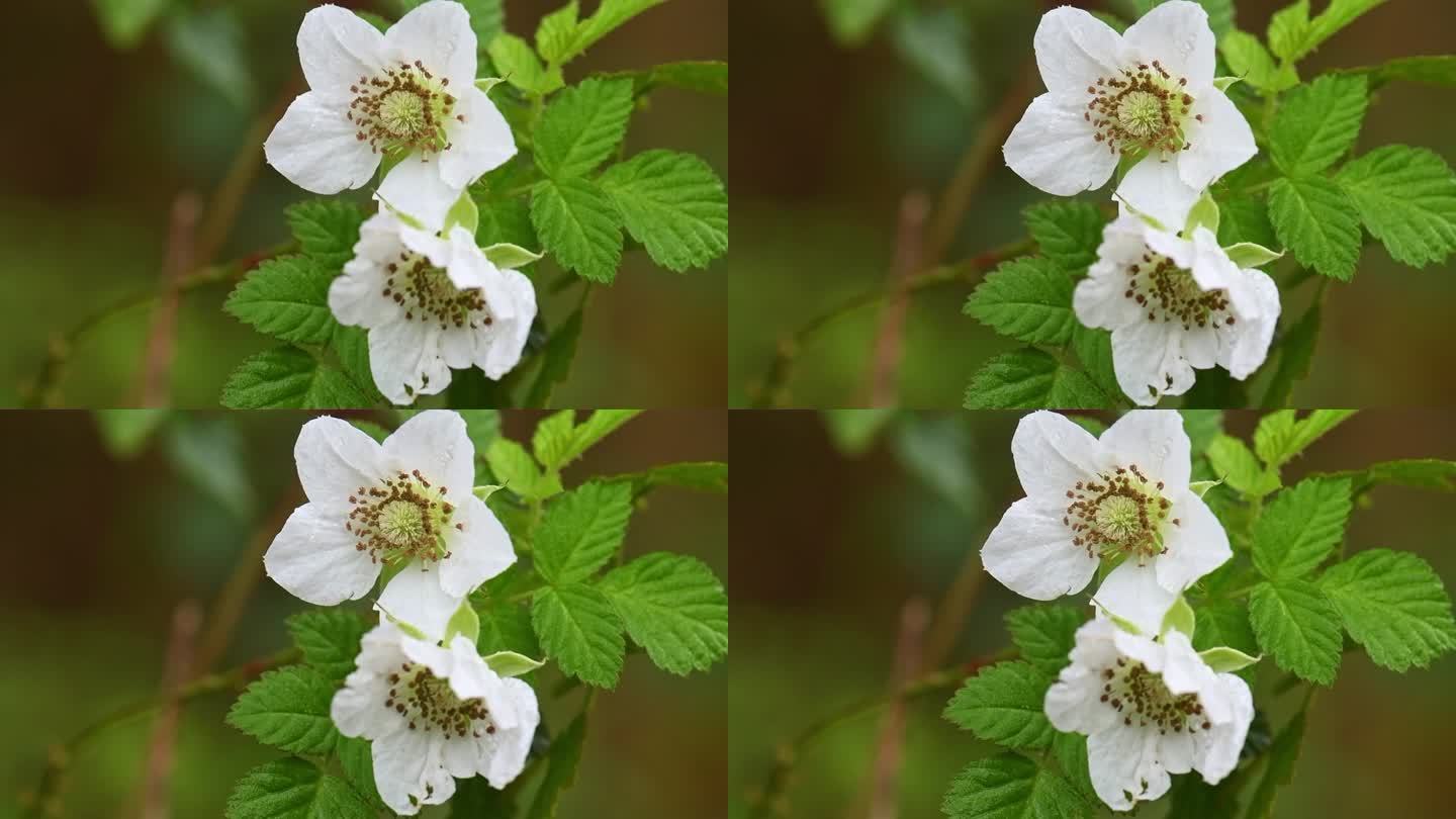 野草莓白色花朵植物