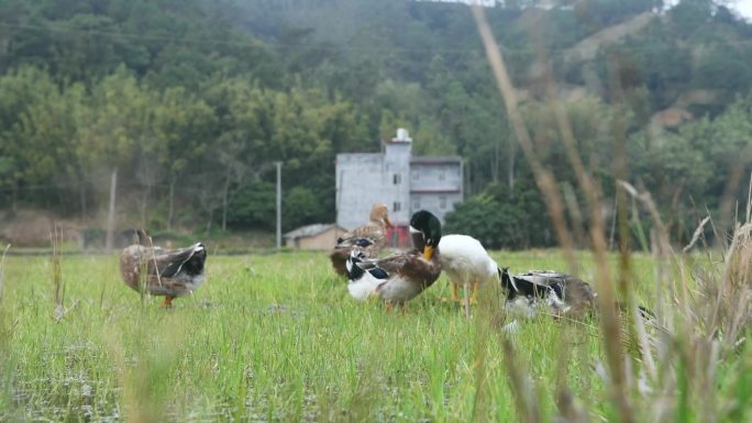 稻田里头的田鸭农家养殖鸭