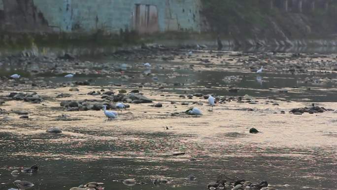 成都温江区江安河傍晚捕食的白鹭