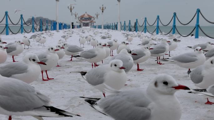 青岛雪景栈桥海鸥 飞翔-4