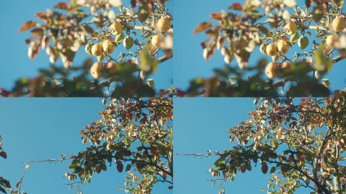 阳光空镜素材，阳光光下的果树