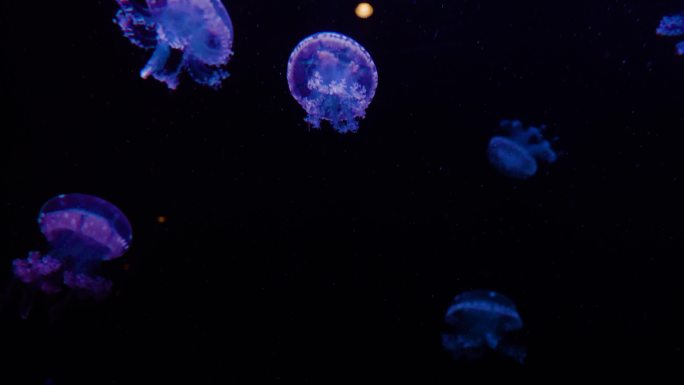 水母 海洋生物 海洋馆