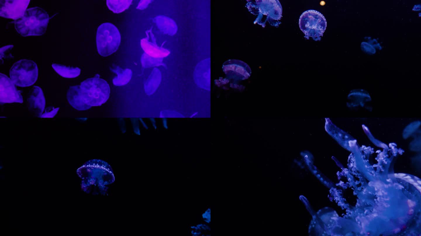 水母 海洋生物 海洋馆
