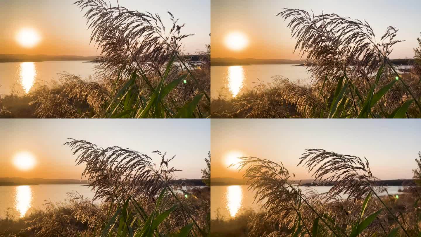 黄昏日落随风飘动芦苇