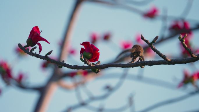 木棉树花栗鼠