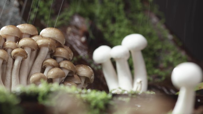 展示在雨中的蘑菇