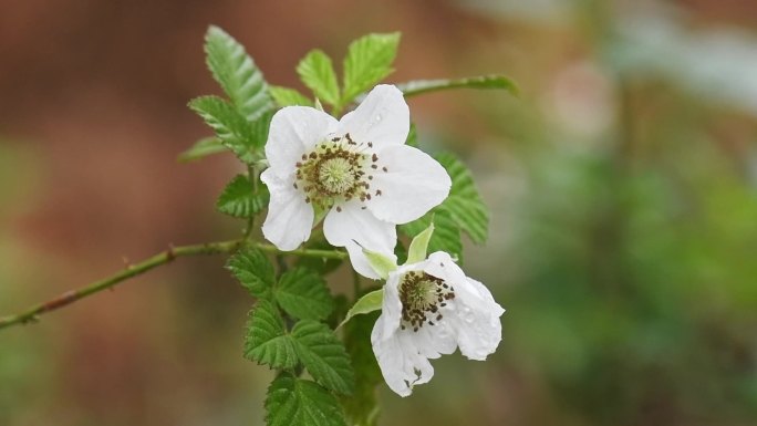 野草莓白色花朵植物