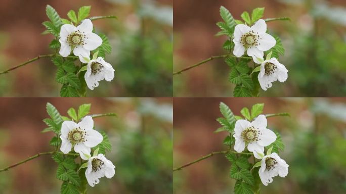 野草莓白色花朵植物