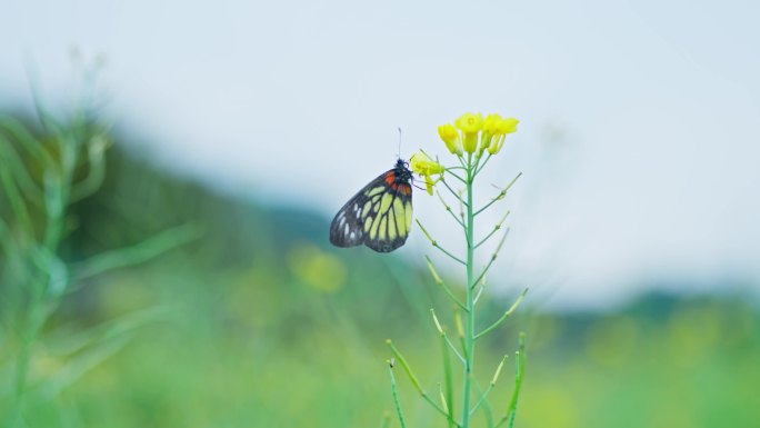4K实拍，特写广州从化油菜花上的小蝴蝶。