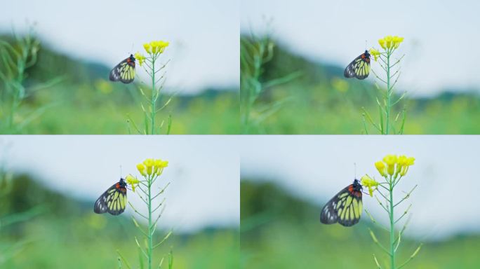 4K实拍，特写广州从化油菜花上的小蝴蝶。
