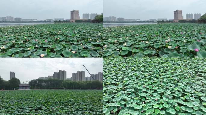 绿色生机盎然的池塘荷花4K航拍
