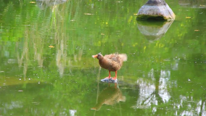 鸭子在池塘中戏水的画面