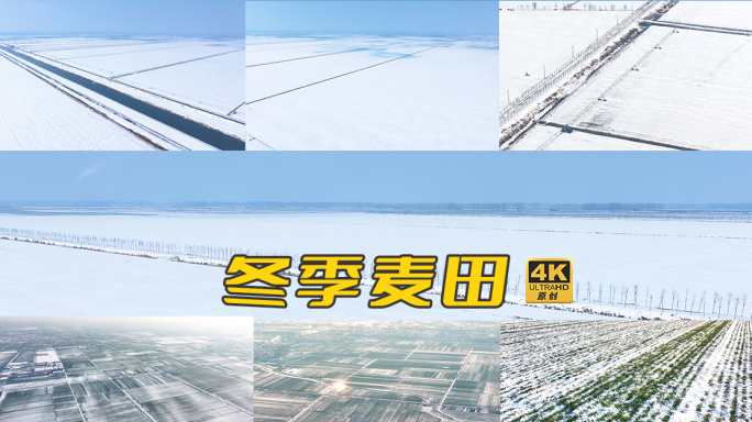 高标准农田的冬小麦被厚厚积雪覆盖 4k