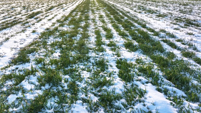 高标准农田的冬小麦被厚厚积雪覆盖 4k