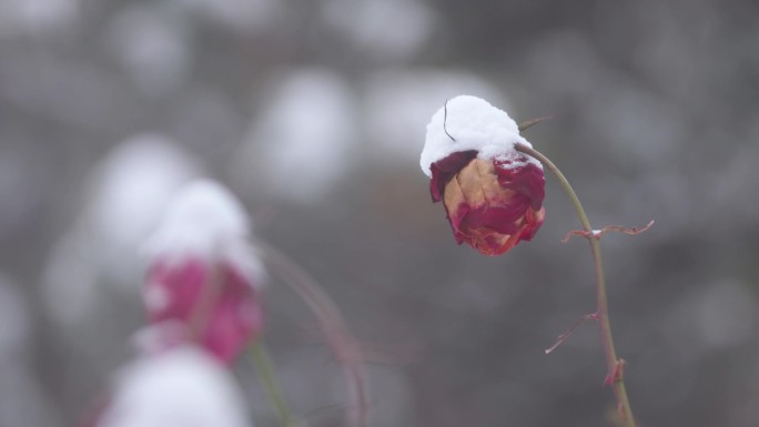 冬日凋零的玫瑰