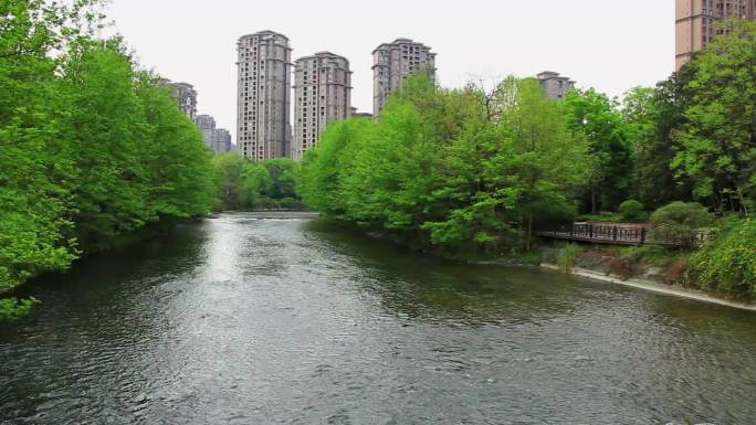 成都市温江区江安河绿道春天的白鹭