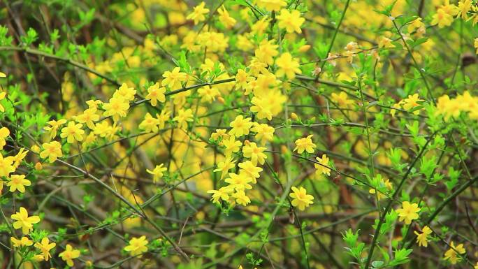 春天盛开的黄色小花迎春花在风中摇摆
