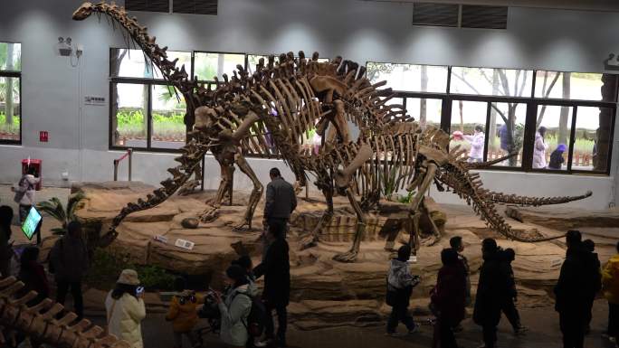 恐龙化石博物馆参观
