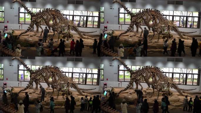 恐龙化石博物馆参观