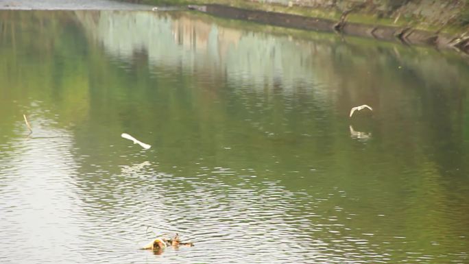 春天的成都市温江区江安河绿道的白鹭