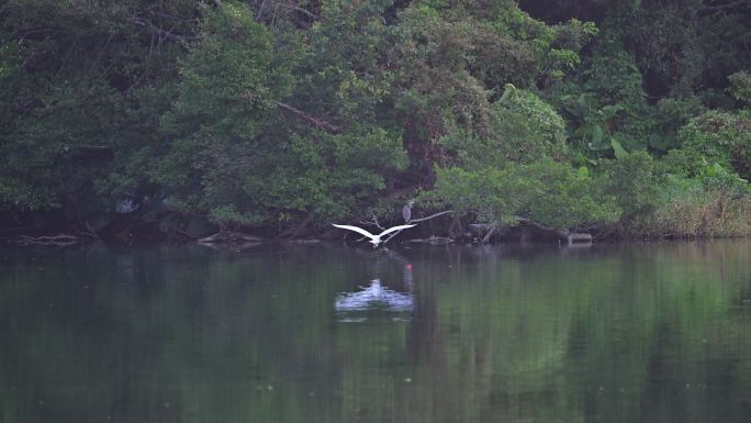 白鹭湖面飞行着陆