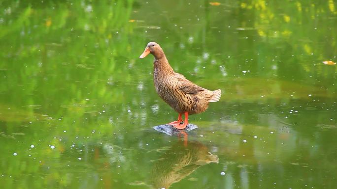 鸭子在池塘中戏水的画面