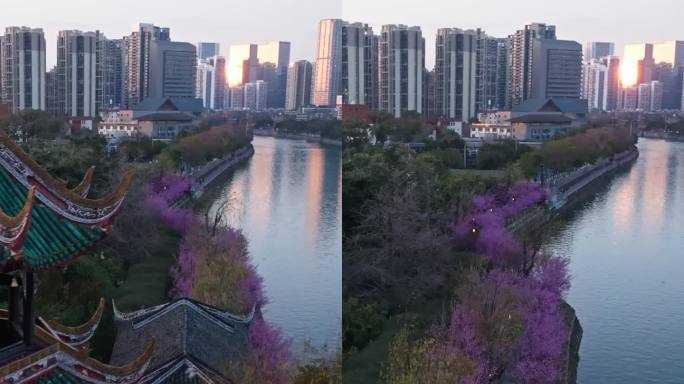 成都望江楼公园春天梅花盛开夕阳日落美景