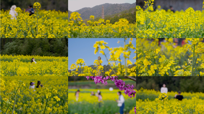 油菜花海游客踏青跳舞拍照享受春天阳光假日