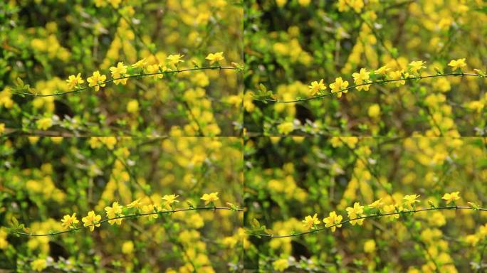 春天盛开的黄色小花迎春花在风中摇摆