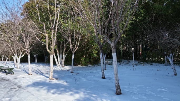 穿越雪地树林空镜