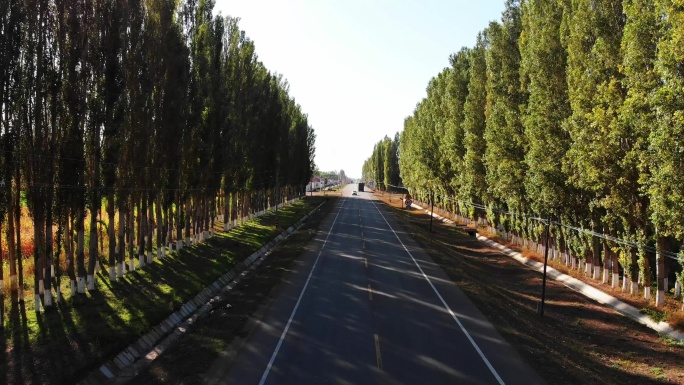 新疆笔直的公路防护林