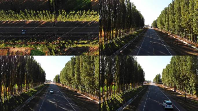 新疆笔直的公路防护林