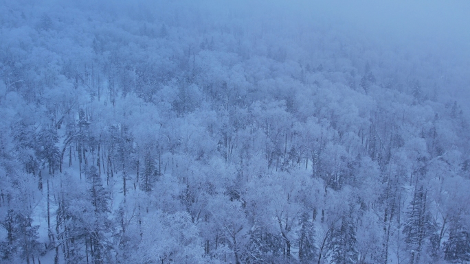 雪中雾凇