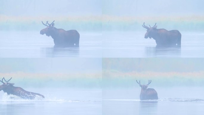 驼鹿 驼鹿水中觅食 世界上最大的鹿科动物