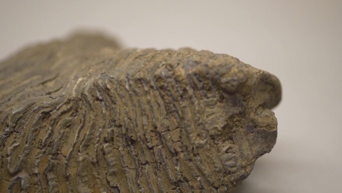 大型哺乳动物牙齿化石