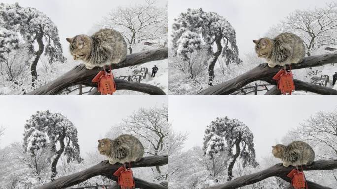 秦岭五台山雾凇雪松和大橘猫3