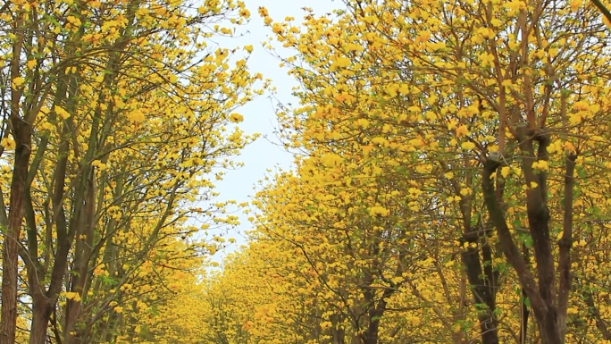 一大片盛开的黄花风铃木