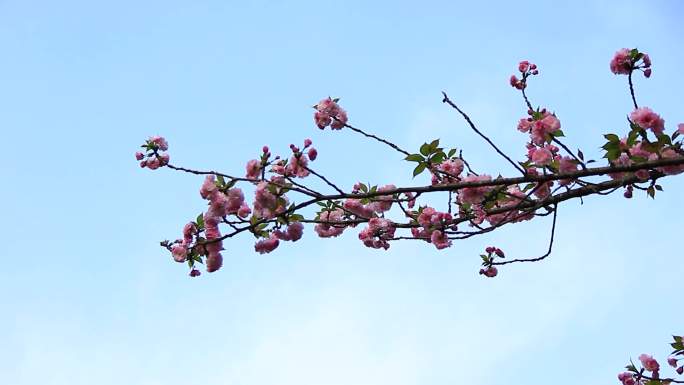 春天粉红色的晚樱花朵在阳光下盛开