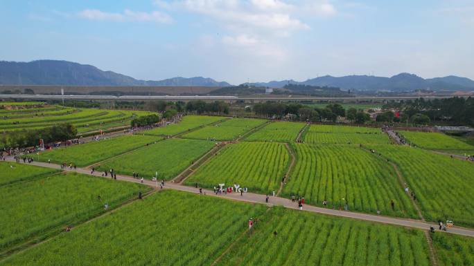 深圳光明油菜花